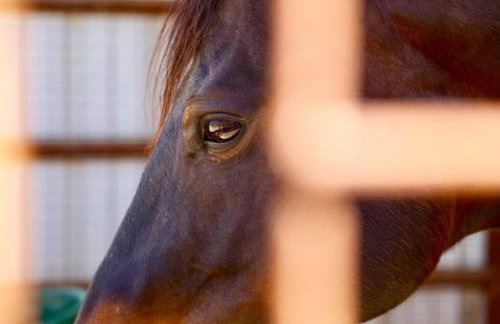 Casita Vino Dog-Friendly Vineyard Retreat & Stay - Photo 5