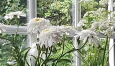 Ferienwohnung Greetje - Foto 3