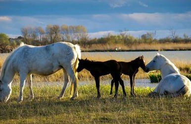 Rêves d'Ô en Camargue, clim réversible, parc naturel - Photo 21