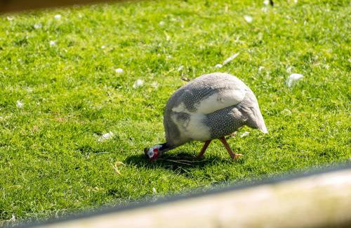 Campion Lodge - Photo 31