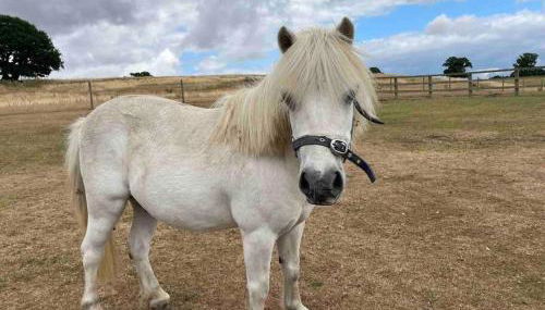 The Old Stables - Photo 2