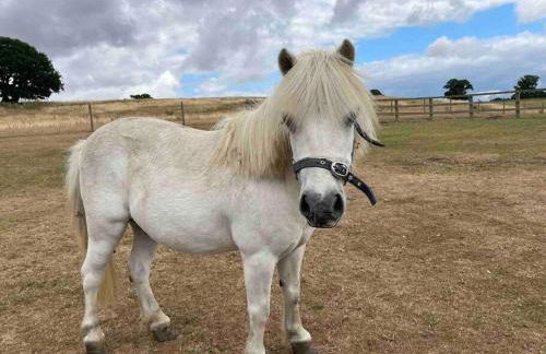 The Old Stables - Photo 2