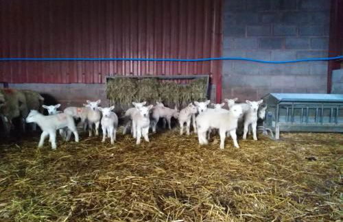 Conwy Pen Cefn Farm Holiday - Photo 24