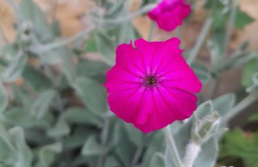 Gîtes à l'ombre des chênes - Foto 80