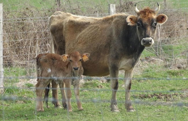 Ferme du Caroire - Foto 14