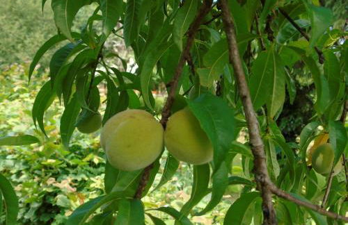 Maison L'Hirondelle Rustique à Tournavaux - Foto 52