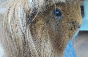 The LITTLE HOUSE in HULL - Foto 50