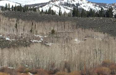 Wapiti Retreat at 22 West Cabins and Recreation - Foto 32