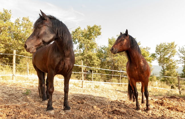 Agriturismo Vocabolo Poggio del Pero - Foto 47