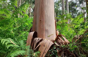 Estrella de O Vicedo - Foto 42