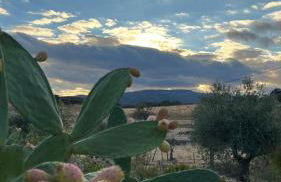 Monte da Freira - Foto 69