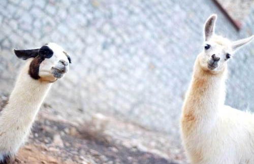 Stone Village Hotel Apartments - Foto 59