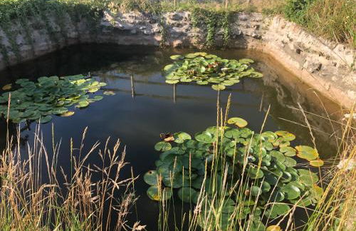 Mare aux nénuphars - Foto 15