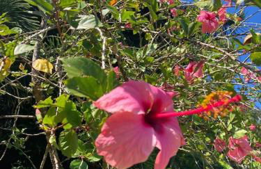 Tropical Jungalow Near the Ocean Cliffs - Foto 12