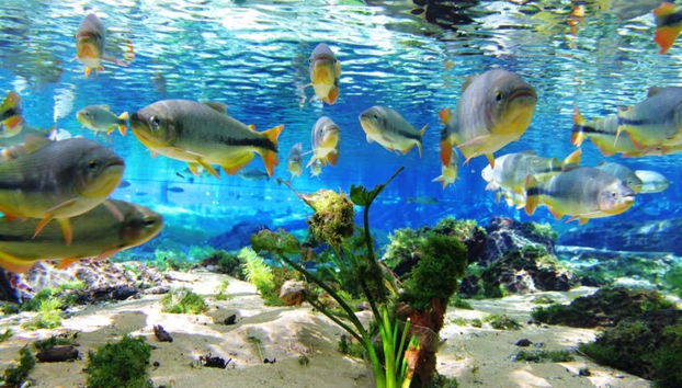 Poissons dans la rivière Baía Bonita