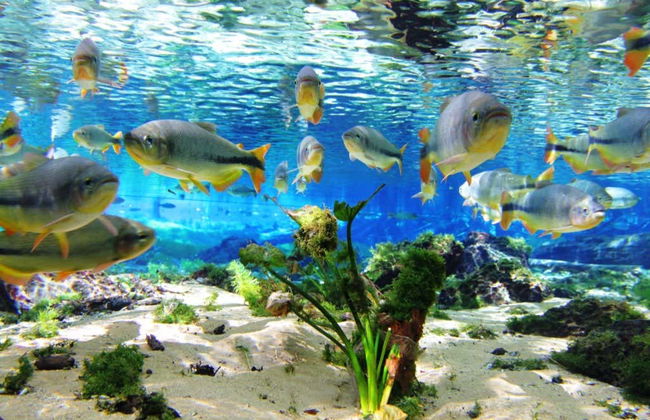 Snorkeling dans la rivière Baía Bonita - Foto 2