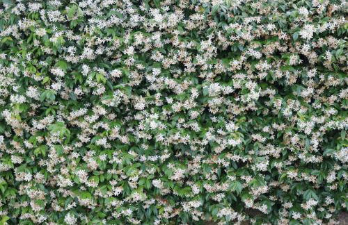 Casa Jasmin, 2 floors, private garden - Foto 16