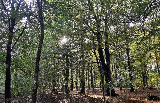 7 Person Holiday Home in Henne-by Traum - Foto 14