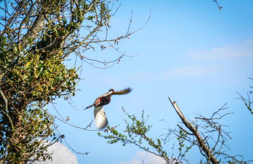 La Tireliere, longère bord de mer avec jardin - Foto 35