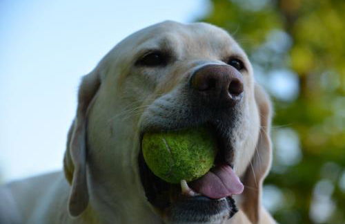 Forsthaus Wendt - Foto 25