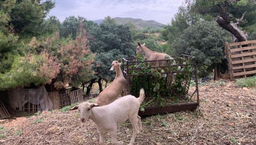 Casa Rural Cortijo El Helao - Foto 3