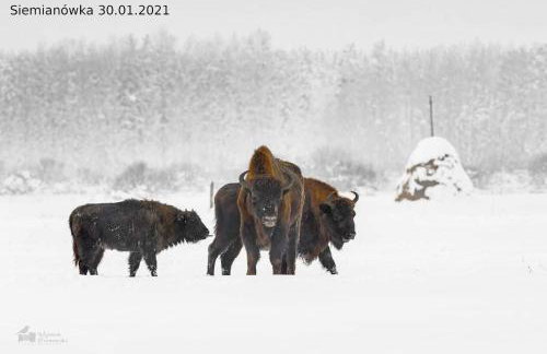 Lipowy Zakątek to miejsce bez gospodarzy i na wyłączność - Foto 28