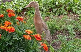 Dom Pod Złotym Bażantem - Foto 23