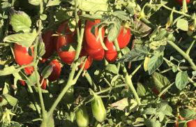 BIO Garden New House - Foto 34