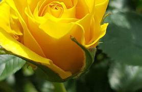 Yellow Rose - Foto 31