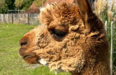 Tiny House Alpakablick - inklusive Alpaka Meet & Greet an bestimmten Terminen - Foto 16