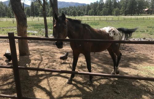 Grand Canyon Cottage at Historic Wrigley Ranch with Horseback Riding & Hiking - Foto 20