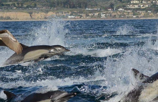 Avvistamento di balene e delfini a Newport Beach - Foto 7