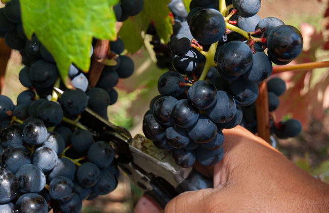 Tour de bicicleta pelos vinhedos da vinícola Villaggio Bassetti com degustação - Foto 1