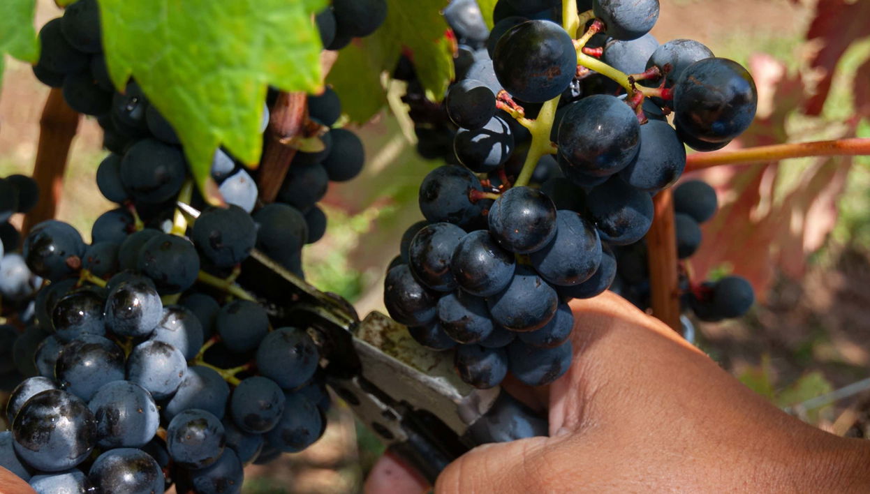 Tour de bicicleta pelos vinhedos da vinícola Villaggio Bassetti com degustação