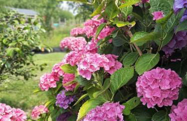 Gite de la paludière - Foto 10