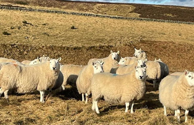Traditional Bothy Accommodation - Foto 16