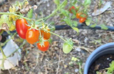 Sea view Goldins house - Foto 47