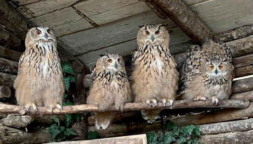 Agriturismo Villa Paradiso Esotico - Photo 5