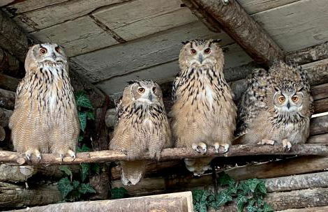 Agriturismo Villa Paradiso Esotico - Photo 5