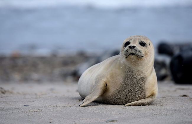 Ribe Byferie Resort - Foto 49