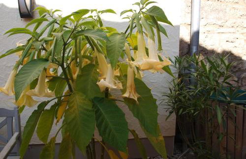 Ferienwohnungen Am Butterturm - Foto 67