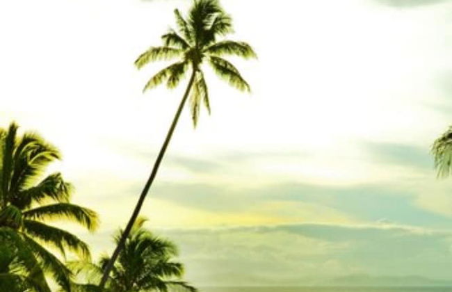 Taveuni Palms - Photo 35