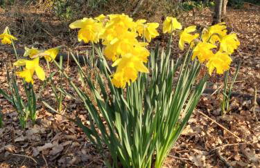 Chauffeur's, Snape - Foto 21