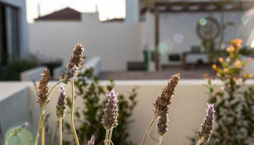 Vida na Vila - Photo 5, Garden