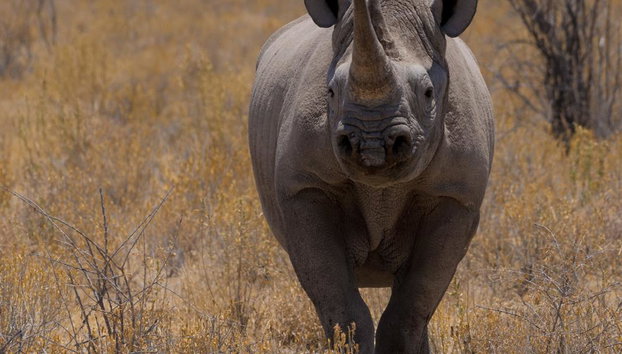 Game Drive Safari - Full-Day Private Tour with Transfer - Foto 2