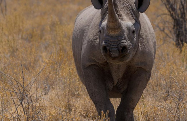 Game Drive Safari - Full-Day Private Tour with Transfer - Foto 1