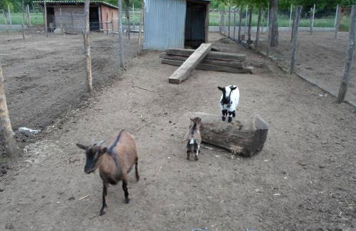 Azienda Agrituristica Pericle - Foto 69