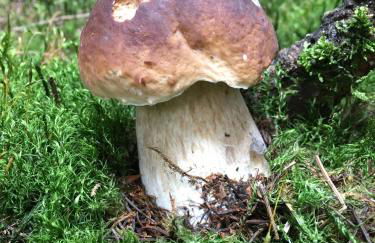 FeWo Burgblick - Foto 19