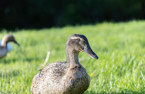 The Clover Lodge, Redlake Farm - Hot tub, BBQ, free parking - Foto 23
