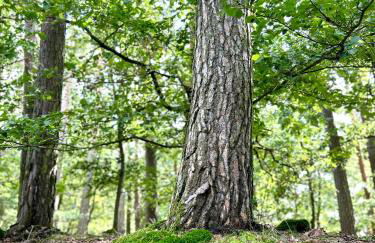 Fewo Unterm Stein - Rotkäppchen - 3 Schlafzimmer - Foto 30